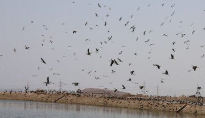 مدير مشروع الطيور المهاجرة بالبيئة لـ«الشروق»: جارِ تطوير مرصد الطيور بشرم الشيخ باستثمارات إيطالية بـ2 مليون يورو