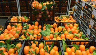 المجلس التصديري للحاصلات الزراعية: مصر الأولى عالميا في إنتاج وتصدير البرتقال والثانية بالموالح