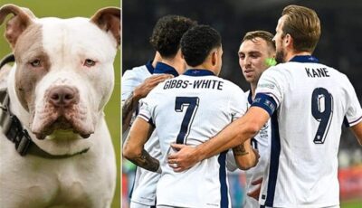 نجم إنجلترا يواجه المحكمة بسبب كلب XL Bully